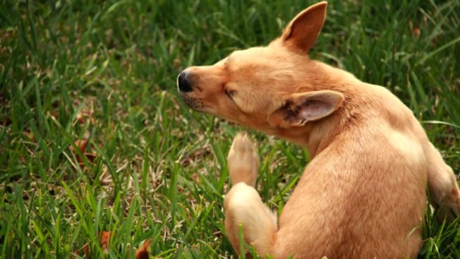 Cachorro se coçando com pulgas