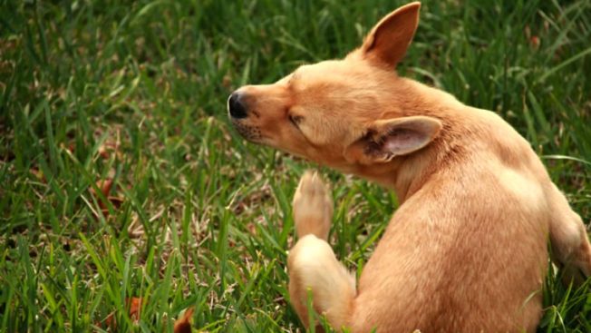 Cachorro se coçando com pulgas