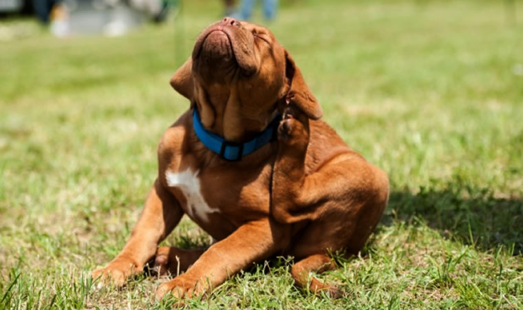 Cachorro se coçando