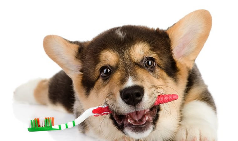 Cachorro segurando escova de dente