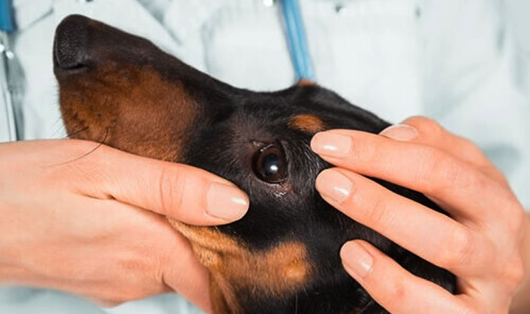 Cachorro sendo examinado