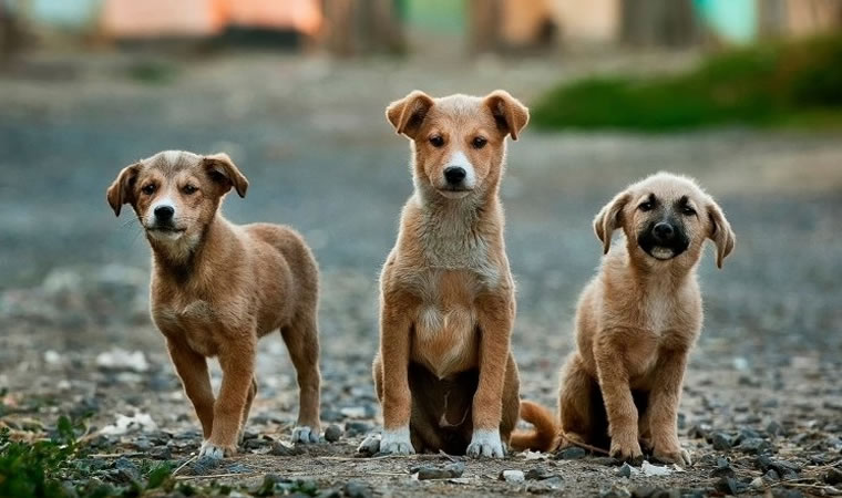 Cachorros filhotes abandonados