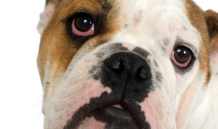 Cão com olho vermelho