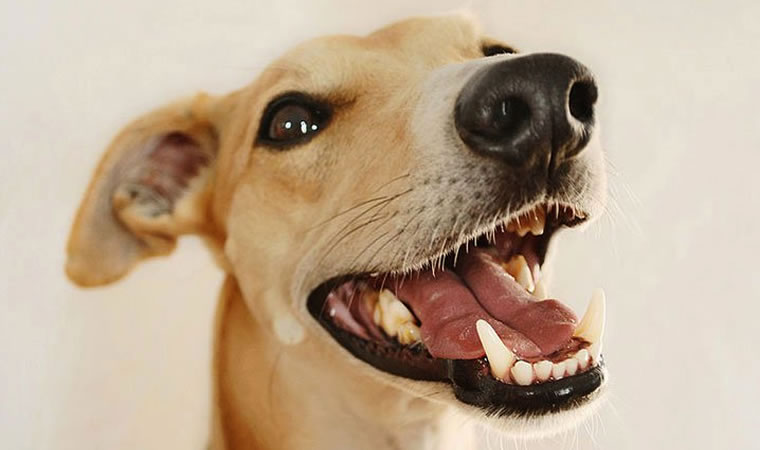 Dentes de cachorro