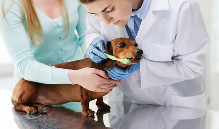 Dentista de cachorro