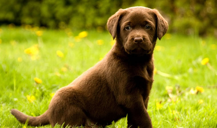 Filhote de cachorro na grama