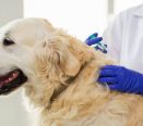 Pessoa aplicando vacina em cão