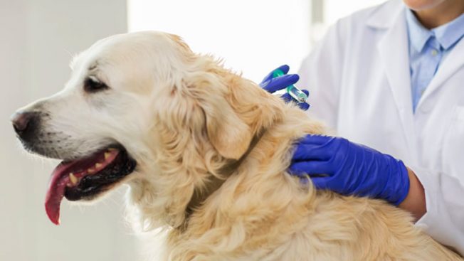 Pessoa aplicando vacina em cão