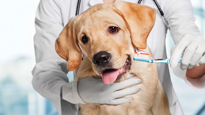 Pessoa cuidando dos dentes do cachorro