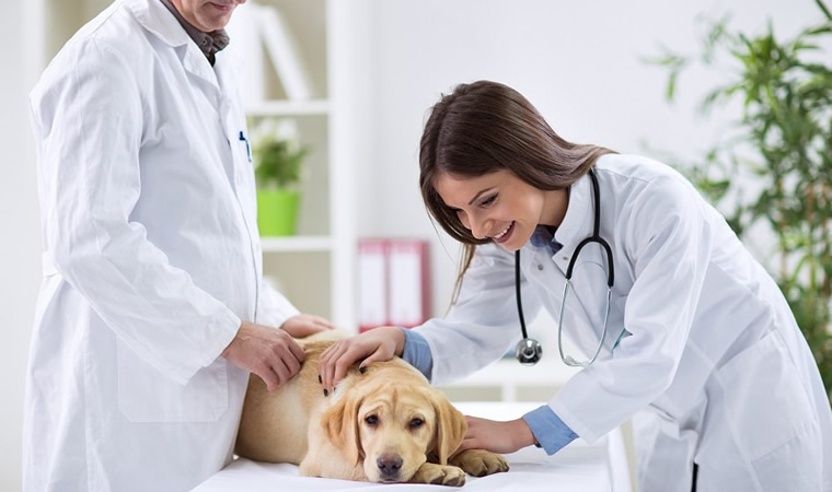 Pessoas cuidadando do cão