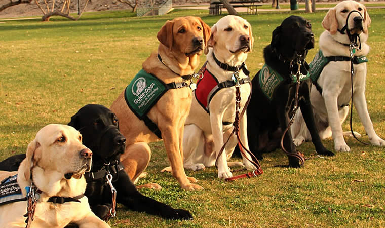 Treinamento de cachorros