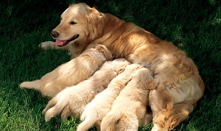 Gestação De Cachorro Como Ser útil Na Hora Do Parto 