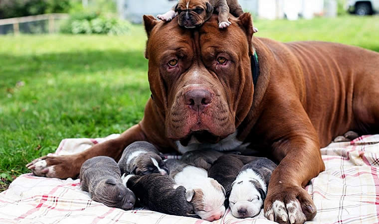 Cachorra com filhotinhos