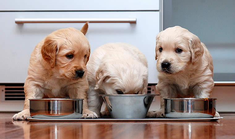 Cachorrinhos comendo ração