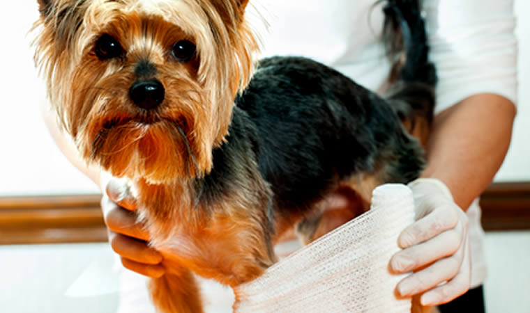 Cachorro com luxação de patela