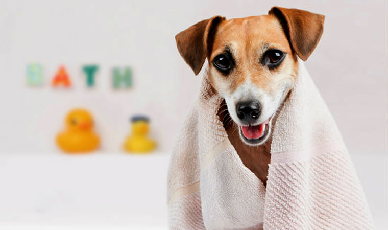 Cachorro com toalha de banho