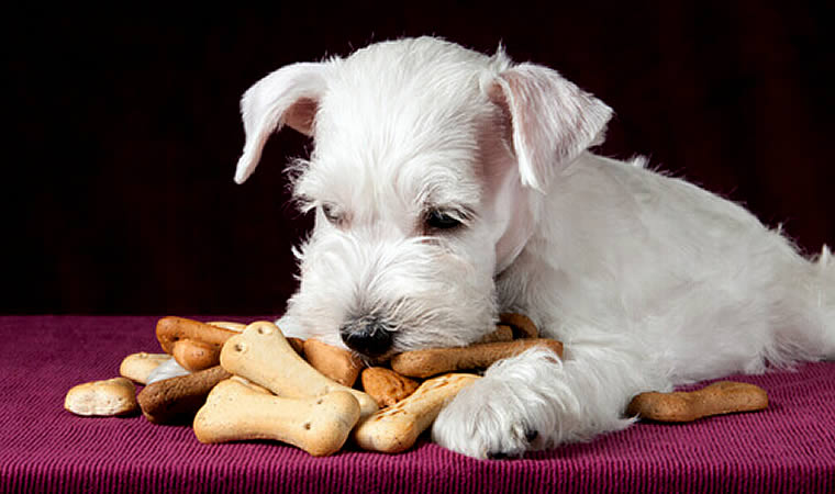 Cachorro comendo