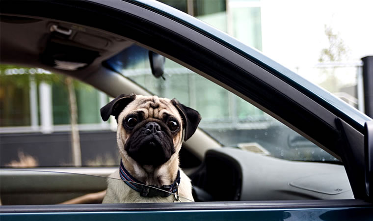 Cachorro na janela do carro