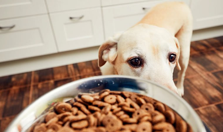 Cachorro olhando para o pote de ração