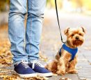 Cachorro passeando com dog walker