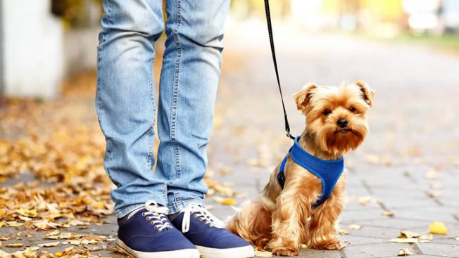 Cachorro passeando com dog walker