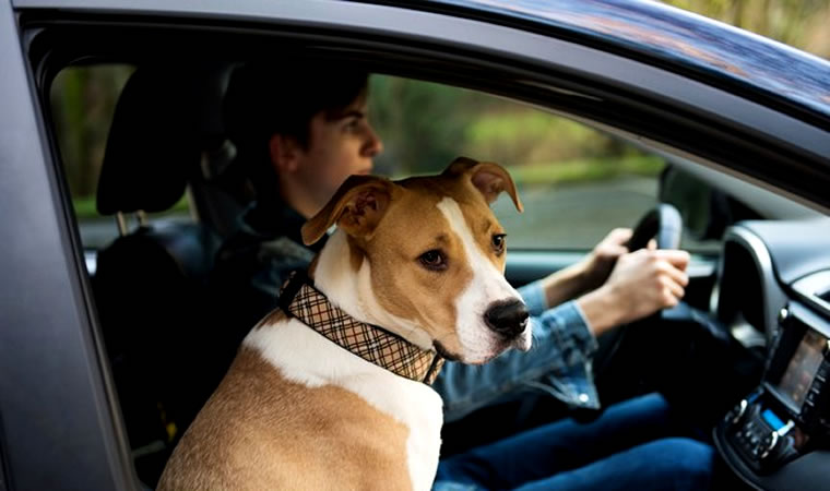 Cachorro passeando com dono no carro