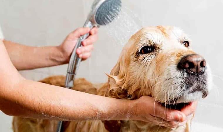 Cachorro tomando banho