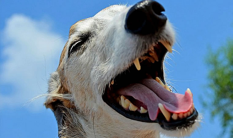 Cachorro troca de dentes