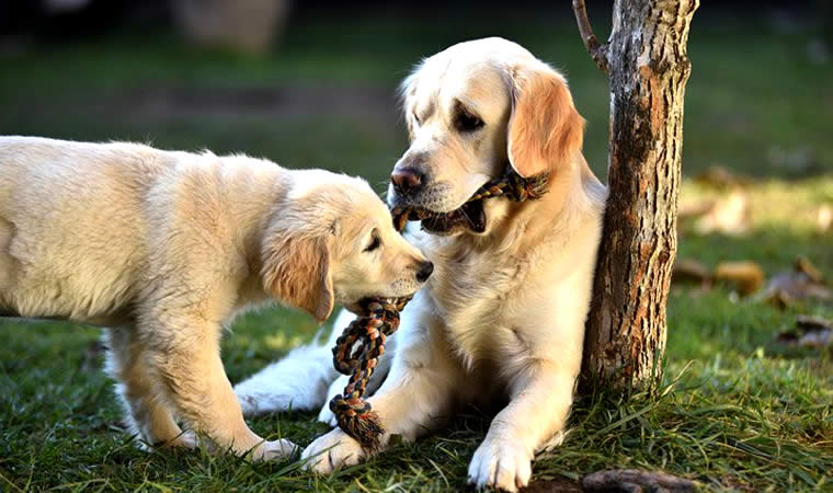 Cachorros brincando juntos