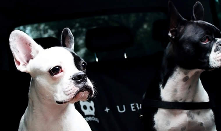 Cachorros no uber