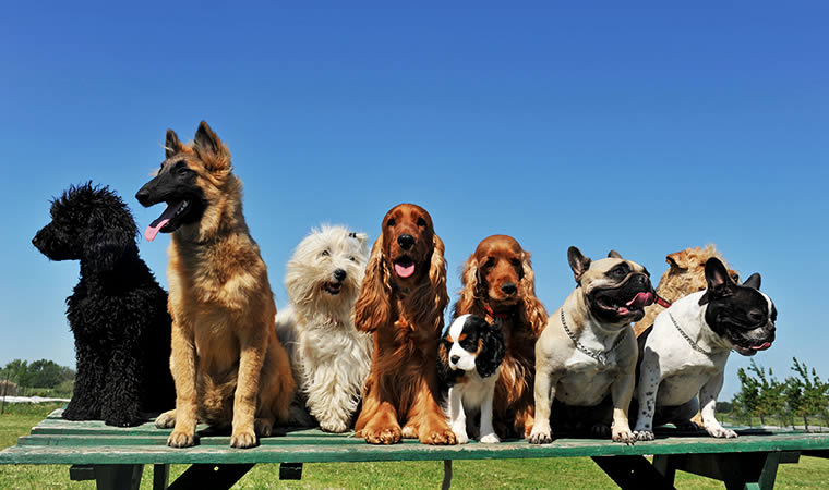 Cachorros sentados