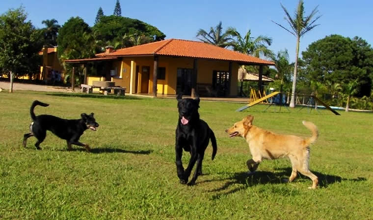 Cães brincando no gramado de hotel fazenda