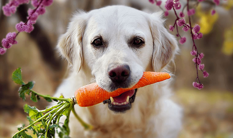 Cão com cenoura na boca