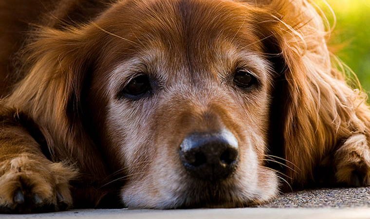 Cão deitado