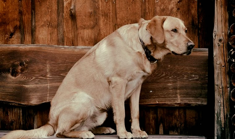 Cão idoso sentado