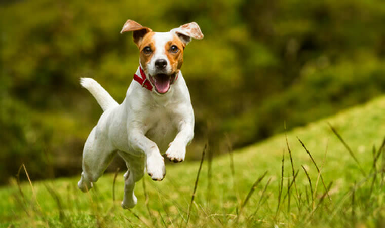 Cãozinho feliz