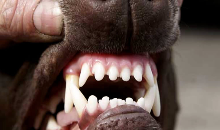 Dentes cachorro
