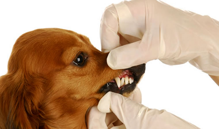 Dentes canino