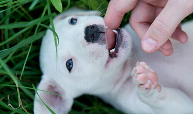 Troca de dente canina: Como ajudar o pet nesse momento!
