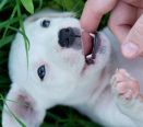 Dentição canina