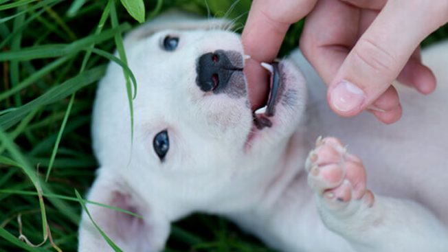 Dentição canina