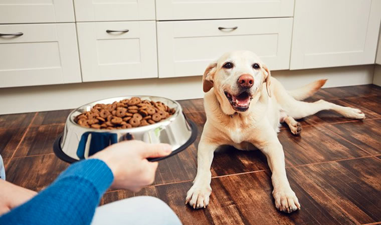 Dono oferecendo ração para o pet