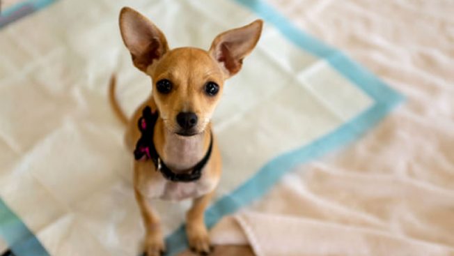 Tapete higiênico para cachorro