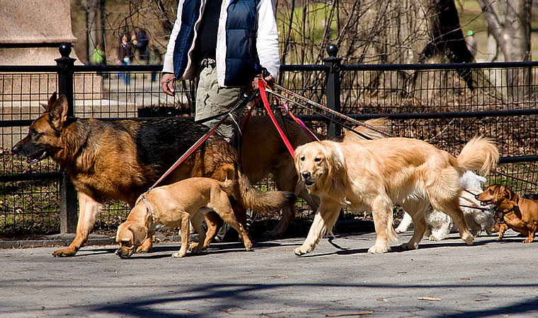 Vários cachorros passeando