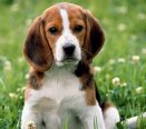 Beagle