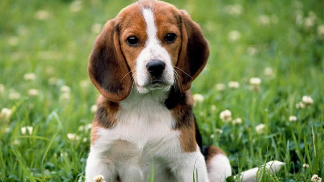 Beagle