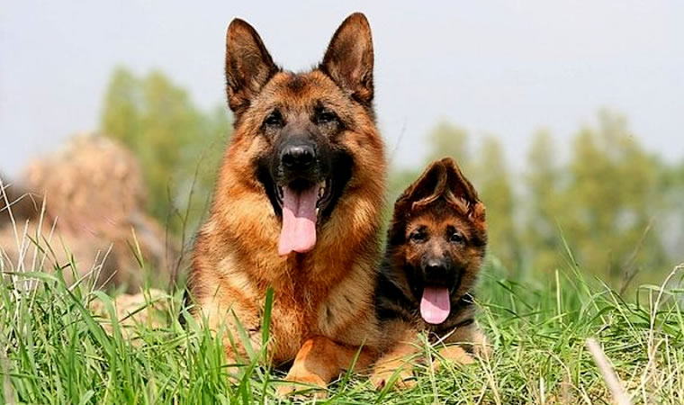 Cachorro adulto e filhote