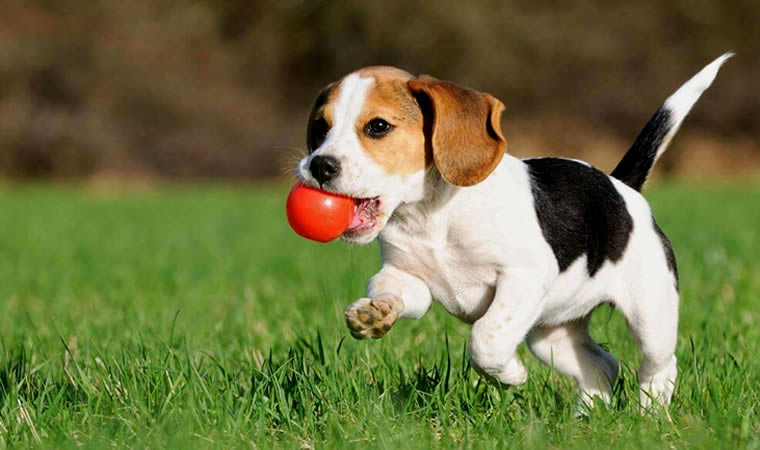 Cachorro brincando no gramado