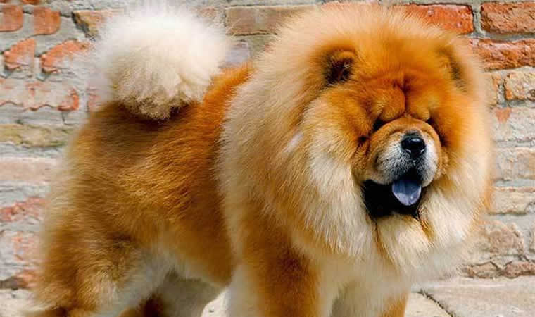 Cachorro chow chow