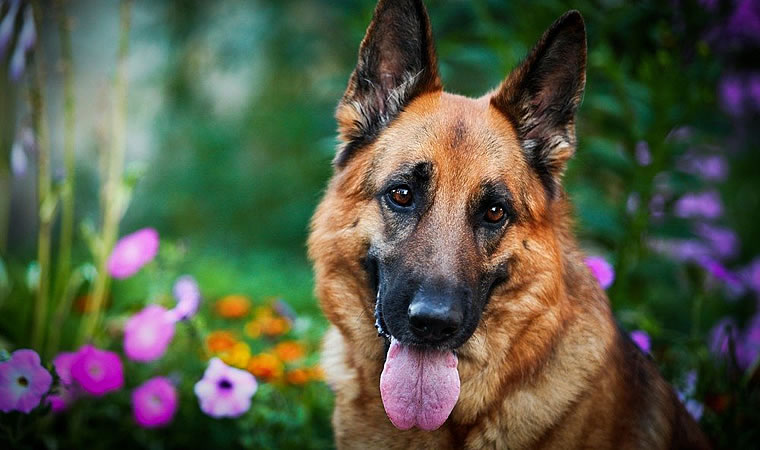 Cachorro com a lingua para fora